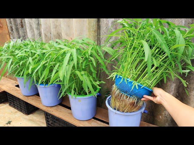 Baskets and buckets - Super easy method of growing hydroponic vegetables at home