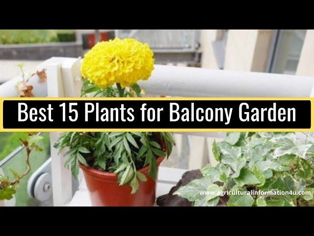 Best 15 Plants for Balcony Garden | Balcony Plants Ideas | Balcony Garden-Agriculture and Technology