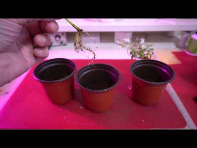 43. Willow Wednesday - Potting Willow Cuttings & Salix Integra Flamingo Willow Bonsais