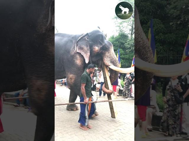 මහ රජ " ඉන්දි රාජා "  indi raja tusker @ #elephante #animals #travel #wildlife