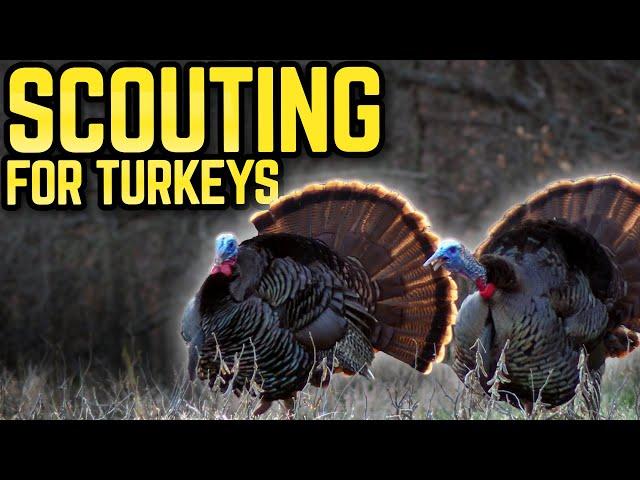 The Number One Tip For Turkey Scouting  | Wade Middleton