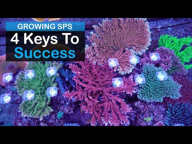 Growing SPS: Four Keys To Success