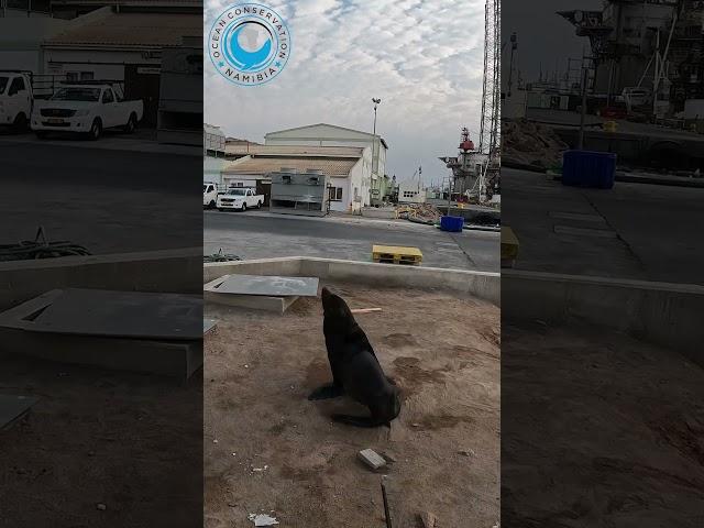 Rescuer sneaks up on lazy seal with pole to cut strap from neck #sealrescue