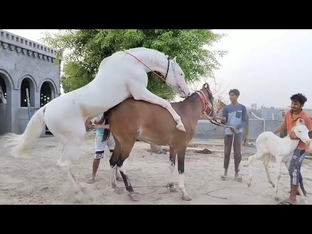 "Galloping Into Friendship: A New Ride and Meeting the Majestic Giant"