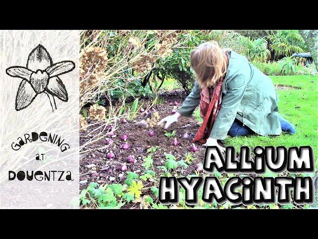 How to Plant Allium & Hyacinth in the Ground & Aftercare