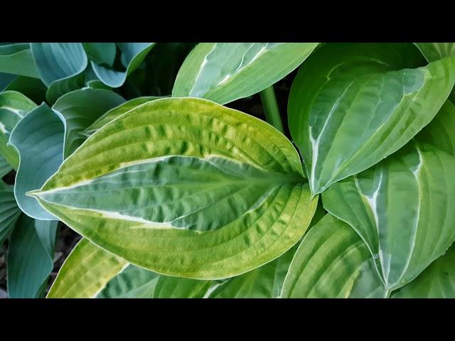 HOSTA PLAYMATE (ХОСТА ПЛЕЙМЕЙТ )