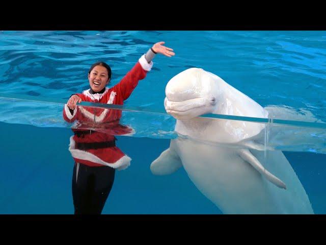 Christmas Version -  Yokohama Hakkeijima Sea Paradise Animal Show 【4K】