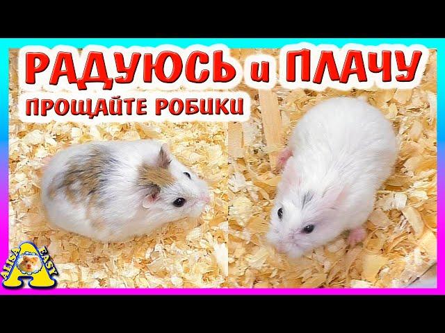 Куда делись наши хомяки роборовского? / Алиса Изи Петс / Alisa Easy Pets