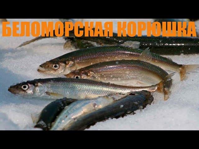 На Белое море за корюшкой.