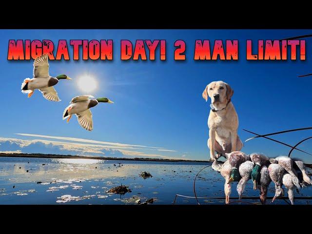 Duck Hunting 2024 | A LAKE on a FLIGHT DAY Mixed Bag LIMITS!