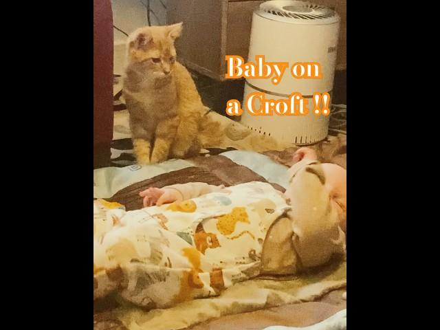 Kitten on a Croft - Baby on a Croft! #Cute Cats and Kittens #youtube shorts #Kitty #love cats