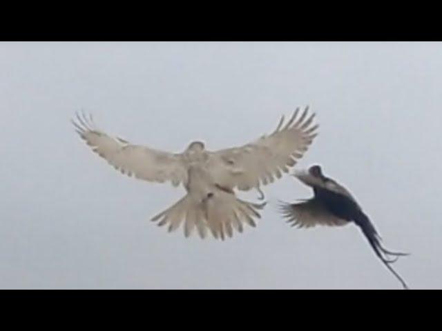 white goshawk late season pheasant hawking