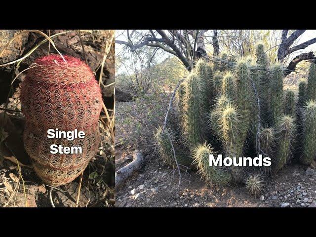 Hedgehog Cactus  |  The Varieties