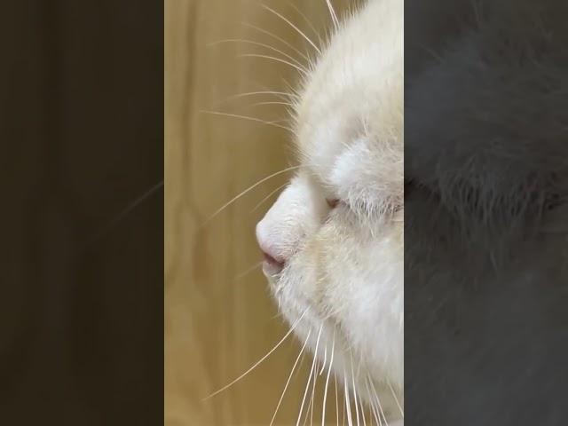 #catsruleeverythingaroundme