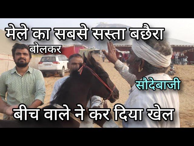 सौदेबाज ने कर दिया खेल | पुष्कर मेला 2023 की दिलचस्प सौदेबाजी | live souda | pushkar mela 2023