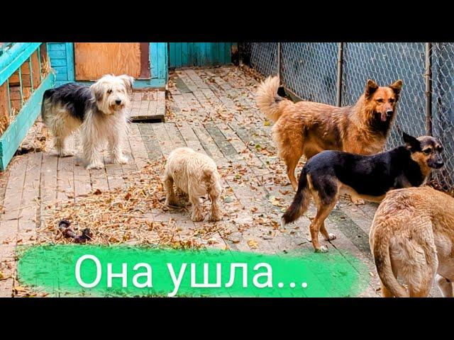 Новости из клиники и привет от такс