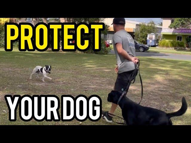 HOW TO PROTECT your dog from an off lead dog.