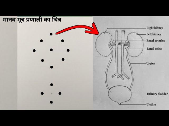 How to Draw Human Urinary System Diagram || मानव मूत्र प्रणाली का चित्र कैसे बनाएं