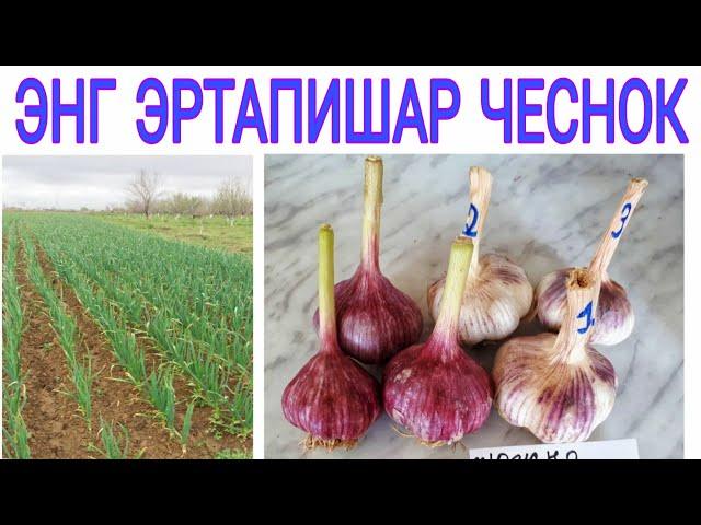 ЭНГ ЭРТАПИШАР ЧЕСНОК АГРОТЕХНИКАСИ