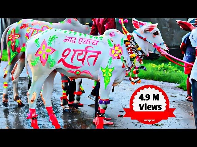 | Bail Pola Festival Best Video 2024 | | बैल पोळा सजावट |