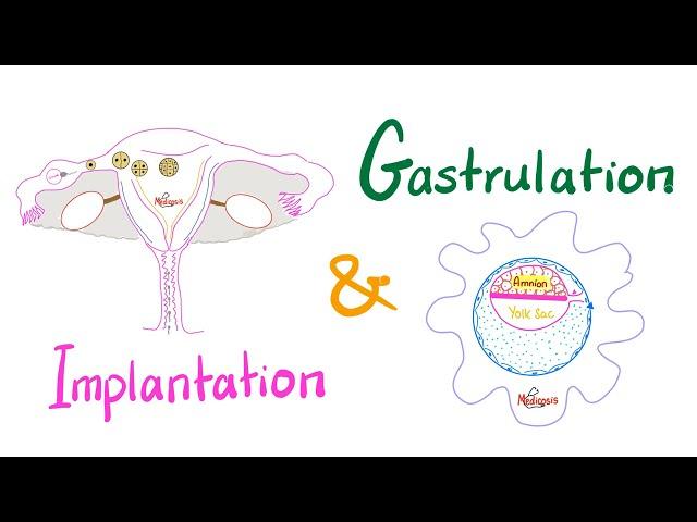 Implantation & Gastrulation - Embryology series