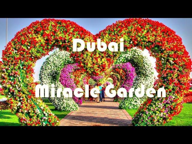 Дубай. Парк цветов. Miracle Garden. ОАЭ.