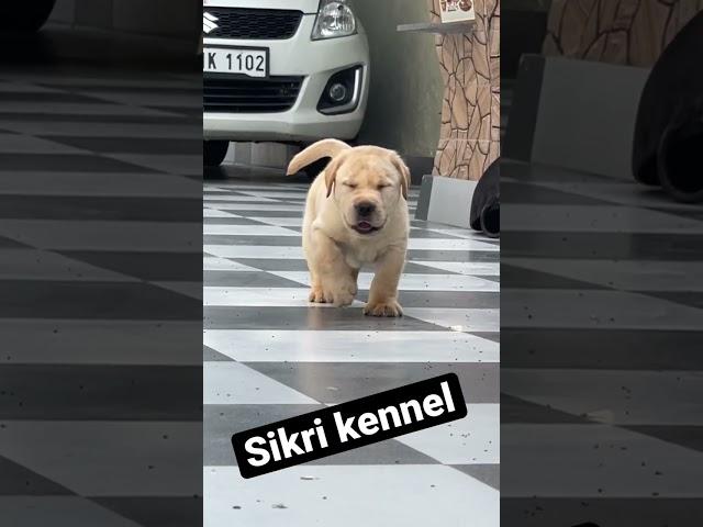 Beautiful pupp @SIKRI KENNEL #lab #puppy #labradorlove #dog #shorts #trending #love #india #beauty