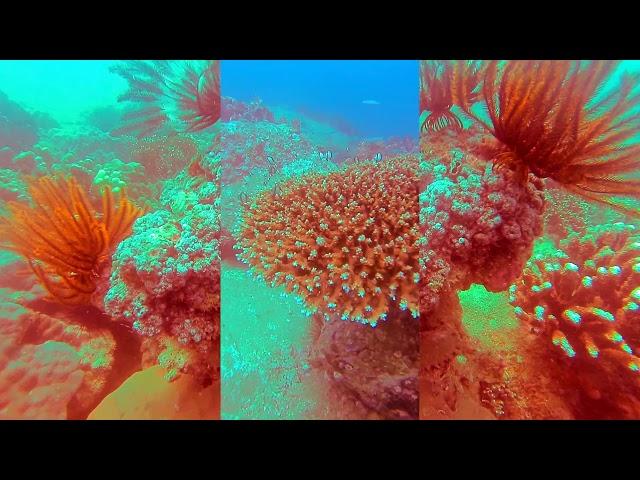 Diveng Vietnam 2017