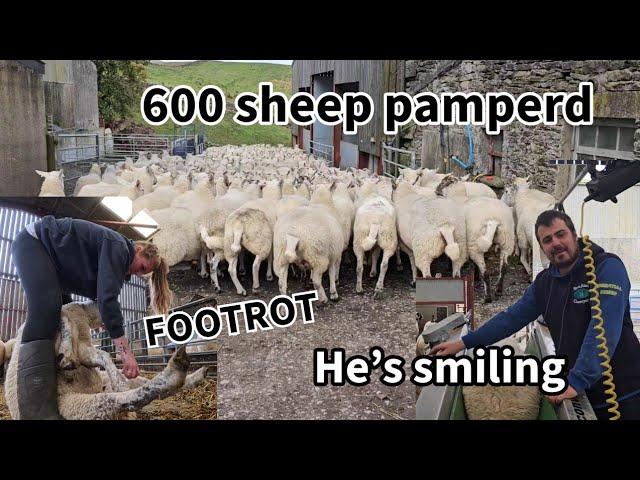 BIG SHEEP DAY...600 sheep ready for the RAMS! A day in the life