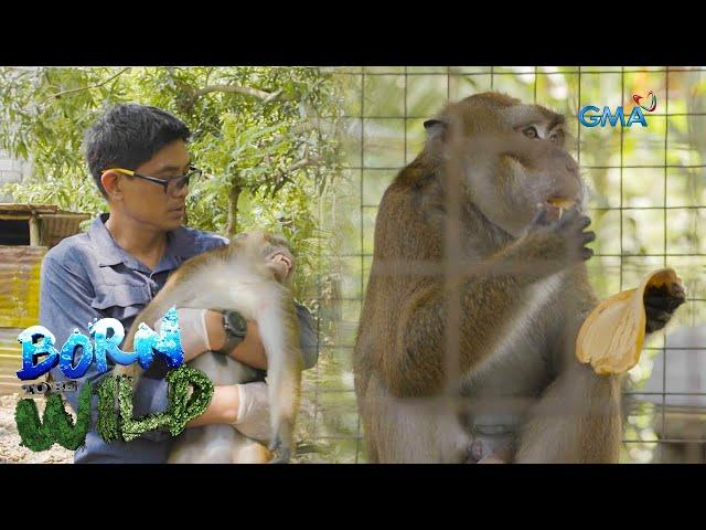 Searching for a Long-tailed Macaque in Cuenca, Batangas | Born to be Wild