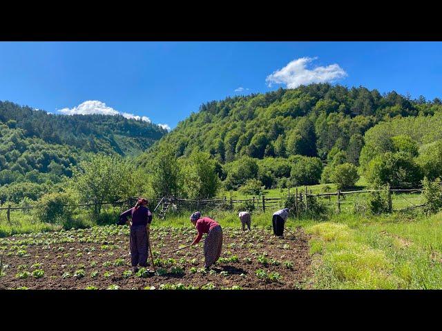 Life in the Mountains of Turkey. Hard Village Life of a Big Family.