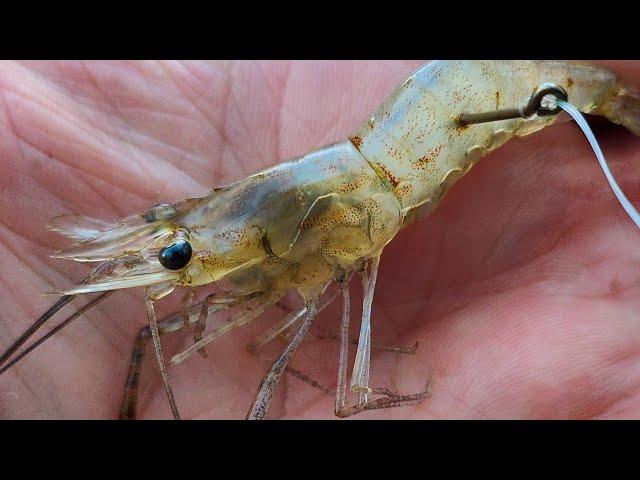 Cod fishing with live shrimp and cheese | fishing with live prawns