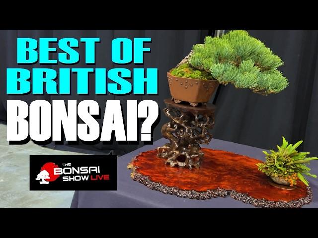 World Class Bonsai: Bonsai Show Live 2024, Telford, UK