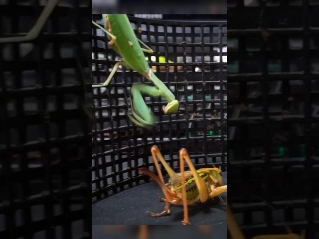 Leaf, let's be friends!  #mantis #katydid