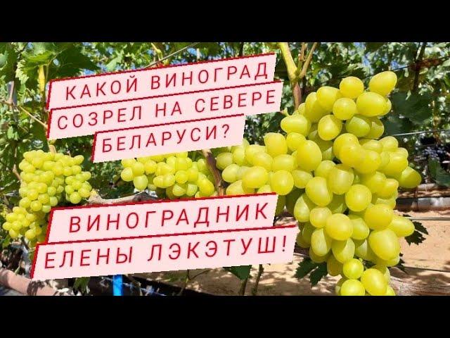  В гостях у Елены Лэкэтуш. Новинки винограда. Беларусь.