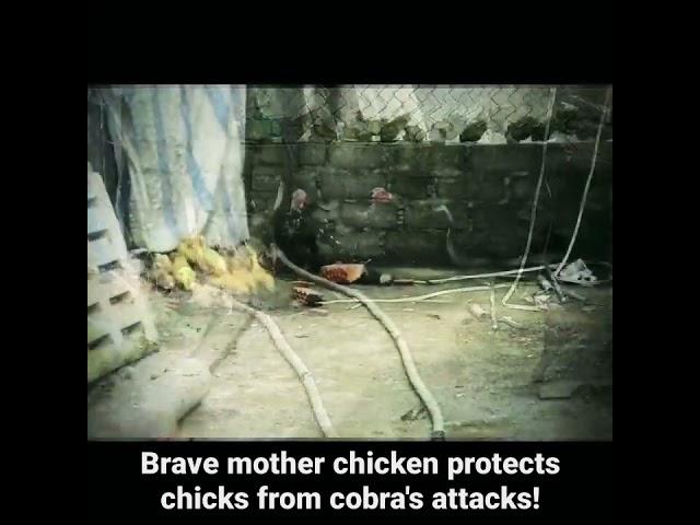 Brave mother chicken protects chicks from cobra's attacks! #shorts AnimalTube - World of animals