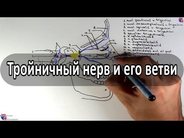 Тройничный нерв (5 пара ЧМН) и его ветви - meduniver.com