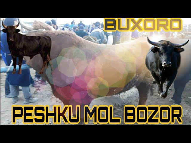 BUXORO PESHKU NAVOIKURIK  MOL BOZOR БУХОРО ПЕШКУ НАВОИ КУРИК МОЛ БОЗОР. 8 noyabr 2020.