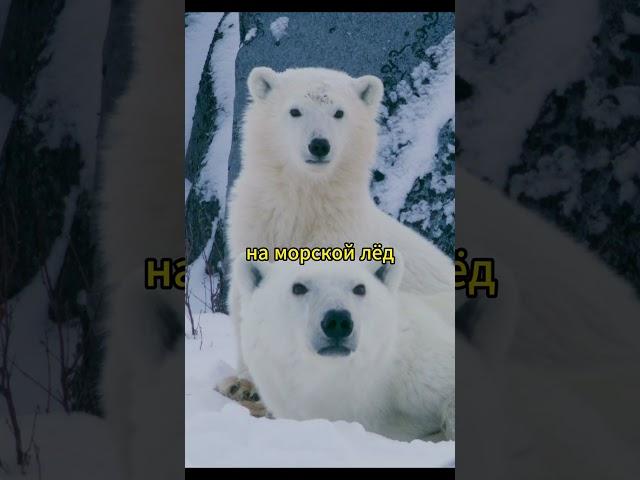 Семья медведей дождалась зимы #животные #звери #природа