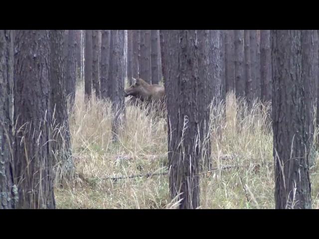 Охота на лося Урал (свердловская область)