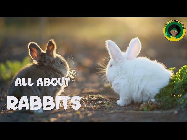 Rabbit Life Cycle | All about Rabbits