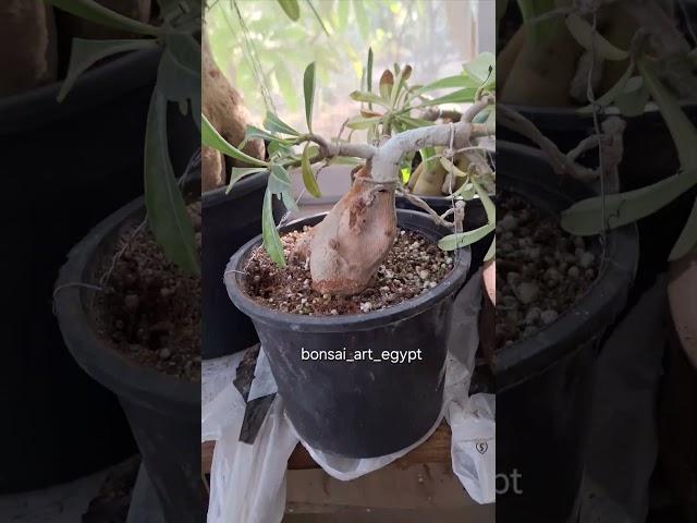 Working on Adenium bonsai art #bonsai #desertrose #adenium #plants #adeniumdesertrose #adeniumbonsai