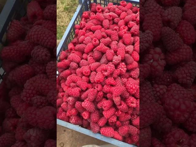 Малина Пшехиба. Ранний, очень урожайный сорт с товарной ягодой.