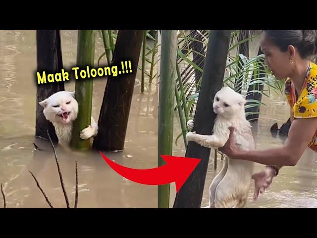 MOMEN KETIKA KUCING KEBANJIRAN SAMPE MINTA TOLONG EMAK | KUCING LUCU