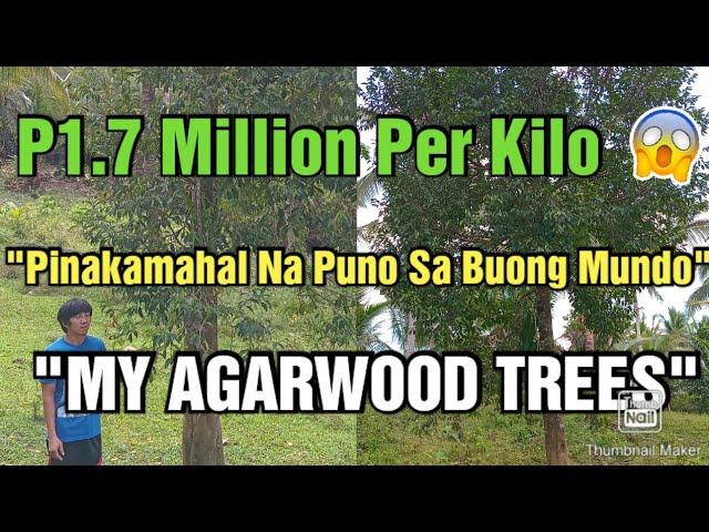 P1.7M Per Kilo Ang Punong Eto (My Agarwood Trees)