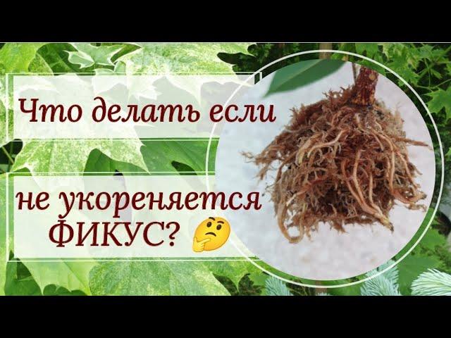 Разможаем фикус Амстел Кинг воздушными отводками!