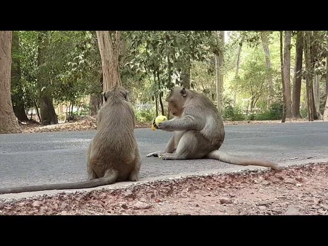 Monkey life in angkor park