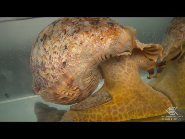 How a Crown-of-Thorns starfish reacts to the smell of a Giant Triton