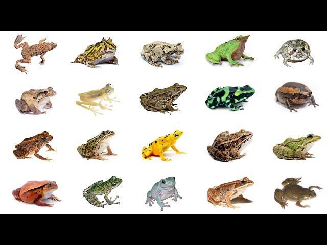 Types of Frogs | Learn Types of Frogs In English Language | Frog Species