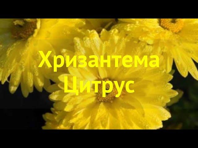 Хризантема корейская. Краткий обзор, описание характеристик chrysanthemum koreanum Цитрус